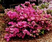 azalea