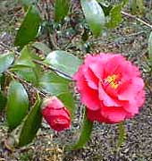 camelia