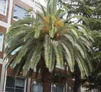 canariensis-no-debe-podarse