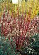 cornus
