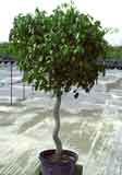 ficus