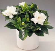 gardenia