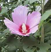 hisbiscus