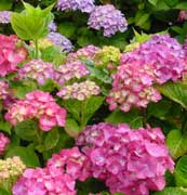 hortensia