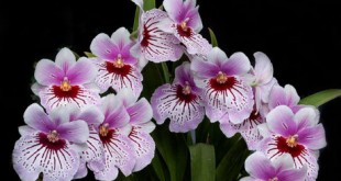 Orquídeas: Cultivo y Cuidados