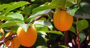 Arboles Frutales: Poda de Formación