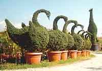 topiaria