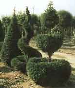 topiaria_